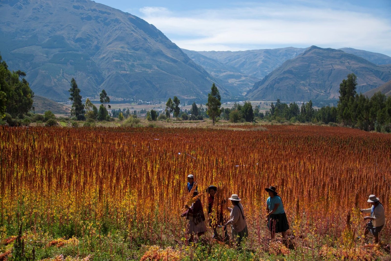 Opportunities for Sustainable Agriculture in Peru